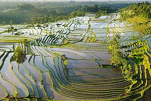 Vue panoramique des rizières de Bali